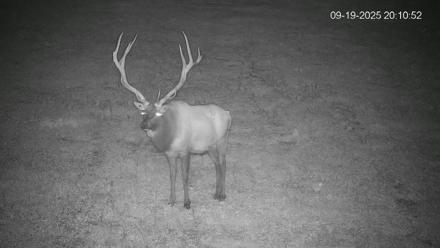 Pennsylvania Elk Live Webcam - Sep 19, 2025, 8:11pm EDT