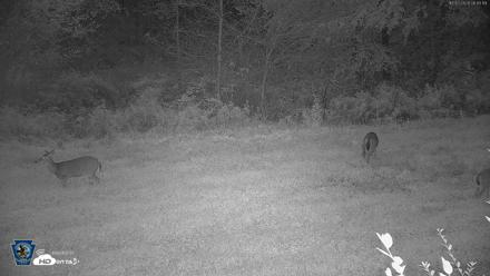 Pennsylvania Elk Live Webcam - Oct 2, 2026, 6:46am EDT