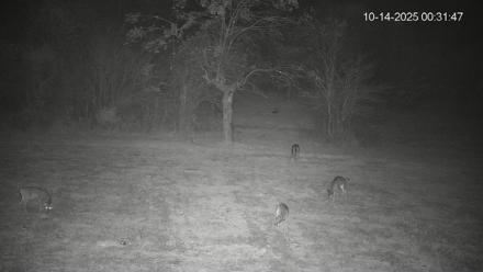 Pennsylvania Elk Live Webcam - Oct 14, 2025, 12:32am EDT