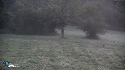 Pennsylvania Elk Live Webcam - Aug 18, 2026, 6:05am EDT