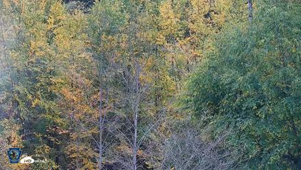 Pennsylvania Elk Live Webcam - Sep 30, 2026, 11:59am EDT