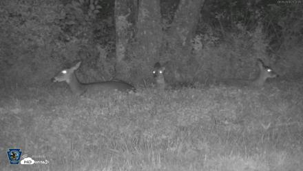 Pennsylvania Elk Live Webcam - Sep 26, 2026, 8:23pm EDT