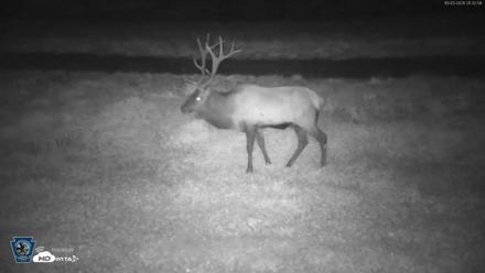 Pennsylvania Elk Live Webcam - Oct 3, 2026, 9:33pm EDT