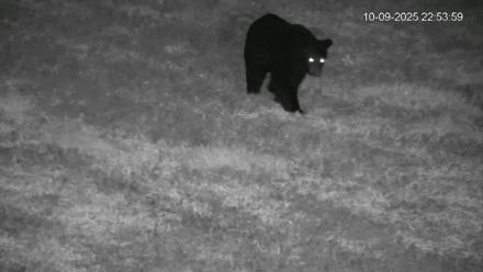 Pennsylvania Elk Live Webcam - Oct 9, 2025, 10:54pm EDT