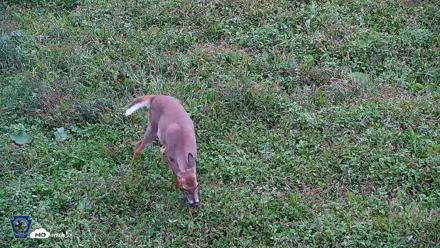Pennsylvania Elk Live Webcam - Sep 28, 2026, 5:22pm EDT