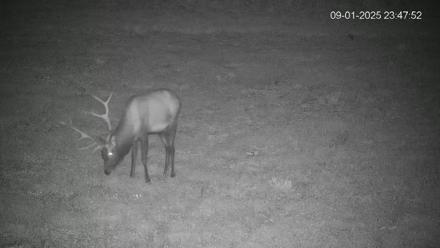 Pennsylvania Elk Live Webcam - Sep 1, 2025, 11:48pm EDT