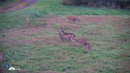 Pennsylvania Elk Live Webcam - Oct 2, 2026, 6:21pm EDT
