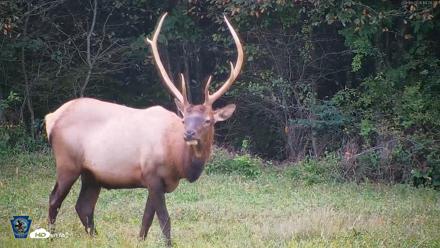 Pennsylvania Elk Live Webcam - Sep 9, 2026, 7:21pm EDT