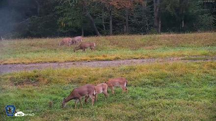 Pennsylvania Elk Live Webcam - Sep 27, 2026, 6:46pm EDT