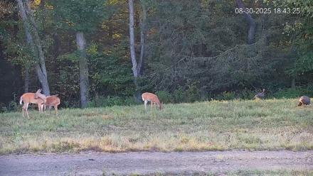 Pennsylvania Elk Live Webcam - Aug 30, 2025, 6:44pm EDT