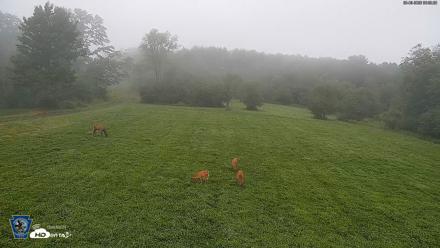 Pennsylvania Elk Live Webcam - Aug 6, 2026, 6:10am EDT