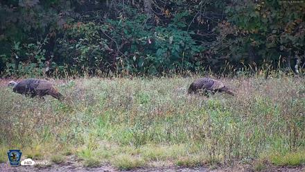 Pennsylvania Elk Live Webcam - Oct 1, 2026, 1:06pm EDT