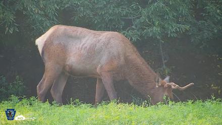 Pennsylvania Elk Live Webcam - Aug 9, 2026, 5:58pm EDT