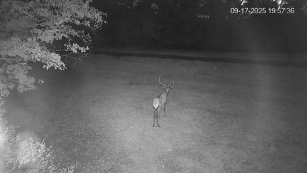 Pennsylvania Elk Live Webcam - Sep 17, 2025, 8:01pm EDT