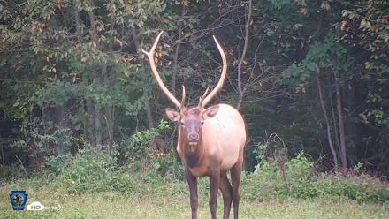 Pennsylvania Elk Live Webcam - Sep 9, 2026, 7:10pm EDT