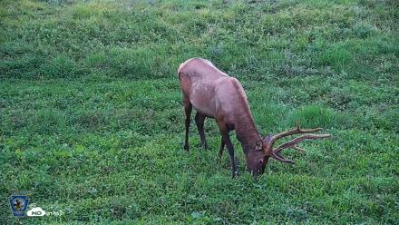 Pennsylvania Elk Live Webcam - Aug 7, 2026, 7:54pm EDT