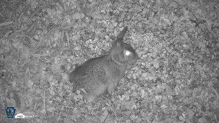 Pennsylvania Elk Live Webcam - Oct 3, 2026, 10:38pm EDT