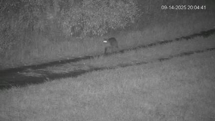 Pennsylvania Elk Live Webcam - Sep 14, 2025, 8:05pm EDT