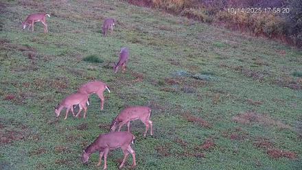 Pennsylvania Elk Live Webcam - Oct 14, 2025, 5:59pm EDT