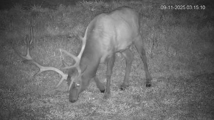 Pennsylvania Elk Live Webcam - Sep 11, 2025, 3:15am EDT