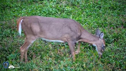 Pennsylvania Elk Live Webcam - Oct 1, 2026, 6:45pm EDT