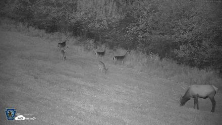 Pennsylvania Elk Live Webcam - Sep 6, 2026, 8:03pm EDT