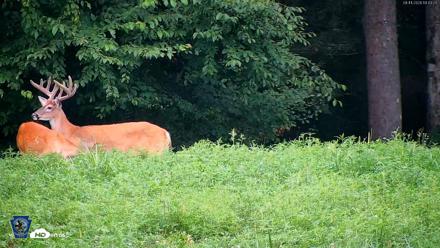Pennsylvania Elk Live Webcam - Aug 11, 2026, 7:44pm EDT