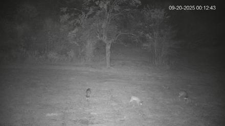 Pennsylvania Elk Live Webcam - Sep 20, 2025, 12:13am EDT