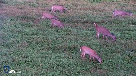 Pennsylvania Elk Live Webcam - Oct 1, 2026, 5:58pm EDT