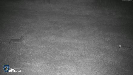 Pennsylvania Elk Live Webcam - Oct 3, 2026, 1:15am EDT