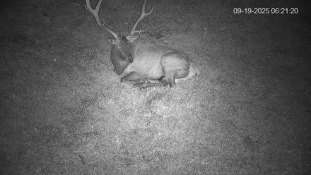 Pennsylvania Elk Live Webcam - Sep 19, 2025, 6:22am EDT