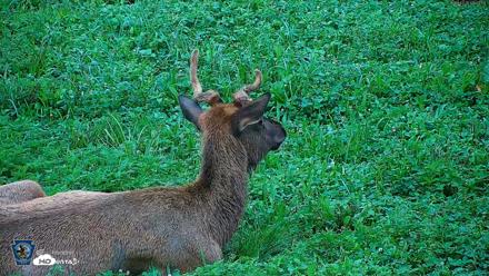 Pennsylvania Elk Live Webcam - Aug 6, 2026, 7:54am EDT