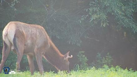 Pennsylvania Elk Live Webcam - Aug 9, 2026, 6:03pm EDT