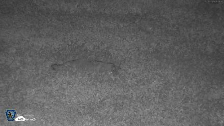 Pennsylvania Elk Live Webcam - Oct 2, 2026, 9:08pm EDT