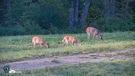 Pennsylvania Elk Live Webcam - Sep 7, 2026, 6:10pm EDT