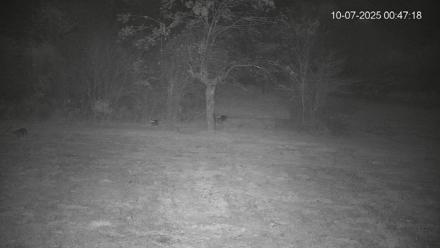 Pennsylvania Elk Live Webcam - Oct 7, 2025, 12:47am EDT