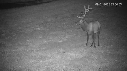 Pennsylvania Elk Live Webcam - Sep 1, 2025, 11:55pm EDT
