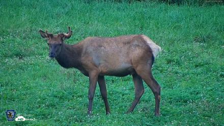 Pennsylvania Elk Live Webcam - Aug 6, 2026, 7:09pm EDT