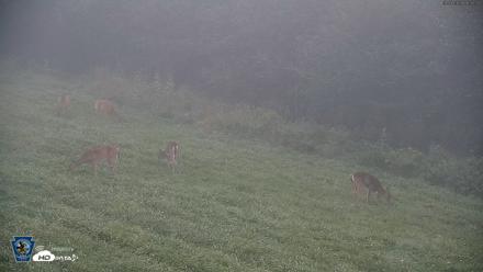Pennsylvania Elk Live Webcam - Sep 7, 2026, 6:33am EDT