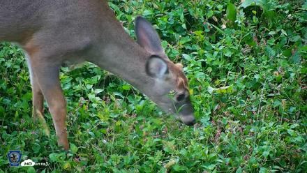Pennsylvania Elk Live Webcam - Oct 1, 2026, 8:16am EDT