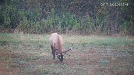 Pennsylvania Elk Live Webcam - Sep 17, 2025, 6:56am EDT
