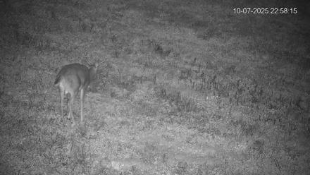 Pennsylvania Elk Live Webcam - Oct 7, 2025, 10:59pm EDT