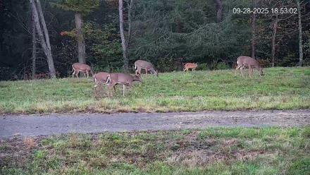 Pennsylvania Elk Live Webcam - Sep 28, 2025, 6:53pm EDT