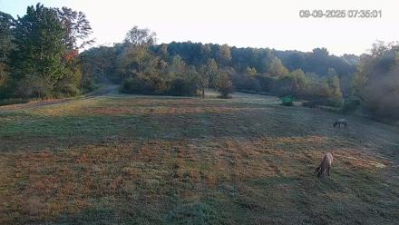 Pennsylvania Elk Live Webcam - Sep 9, 2025, 7:37am EDT