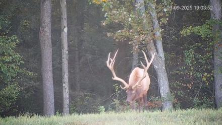 Pennsylvania Elk Live Webcam - Sep 9, 2025, 7:04pm EDT
