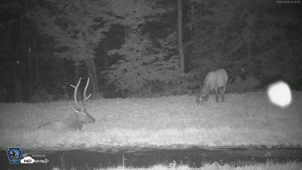 Pennsylvania Elk Live Webcam - Aug 10, 2026, 8:51pm EDT