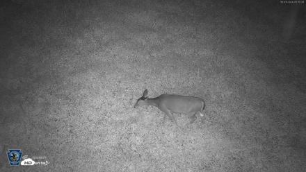 Pennsylvania Elk Live Webcam - Oct 1, 2026, 5:46am EDT