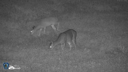 Pennsylvania Elk Live Webcam - Oct 1, 2026, 11:20pm EDT