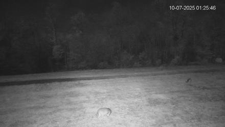 Pennsylvania Elk Live Webcam - Oct 7, 2025, 1:26am EDT