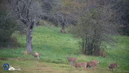 Pennsylvania Elk Live Webcam - Oct 1, 2026, 6:56pm EDT